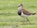 Black-winged Lapwing - Pietermaritzburg--Darvill Resources Park, Kwazulu-Natal, South Africa, Dec 14, 2024 Black-winged Lapwing - Pietermaritzburg--Darvill Resources Park, Kwazulu-Natal, South Africa, Dec 14, 2024