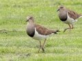 Black-winged Lapwing - Pietermaritzburg--Darvill Resources Park, Kwazulu-Natal, South Africa, Dec 14, 2024 Black-winged Lapwing - Pietermaritzburg--Darvill Resources Park, Kwazulu-Natal, South Africa, Dec 14, 2024
