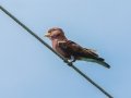 Broad-billed Roller - iSimangaliso WP--Eastern Shores, Kwazulu-Natal, ZA on Tue Dec 10, 2024 Broad-billed Roller - iSimangaliso WP--Eastern Shores, Kwazulu-Natal, ZA on Tue Dec 10, 2024