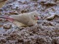 Red-billed Finch - Mokala NP, Northern Cape, South Africa, Dec 4, 2024 Red-billed Finch - Mokala NP, Northern Cape, South Africa, Dec 4, 2024