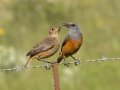 Sentinel Rock-Thrush - P332, Wakkerstroom ZA-MP -27.37436, 30.17691, Mpumalanga , South Africa, Dec 6, 2024 Sentinel Rock-Thrush - P332, Wakkerstroom ZA-MP -27.37436, 30.17691, Mpumalanga , South Africa, Dec 6, 2024