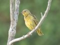Cape Weaver - Hout Bay Beach and Estuary, Western Cape, ZA, Nov 23, 2024 Cape Weaver - Hout Bay Beach and Estuary, Western Cape, ZA, Nov 23, 2024