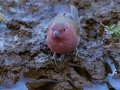 Red-billed Finch -  Mokala NP,  Northern Cape, South Africa, Dec 4, 2024