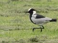 Blacksmith Lapwing - Pietermaritzburg--Darvill Resources Park, Kwazulu-Natal, South Africa, Dec 14, 2024 Blacksmith Lapwing - Pietermaritzburg--Darvill Resources Park, Kwazulu-Natal, South Africa, Dec 14, 2024