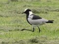 Blacksmith Lapwing - Pietermaritzburg--Darvill Resources Park, Kwazulu-Natal, South Africa, Dec 14, 2024