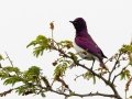 Violet-backed Starling - Big Five Hlabisa Rural, Big Five Hlabisa ZA-KZN -27.90518, 32.36065, Kwazulu-Natal, South Africa, Dec 8, 2024 Violet-backed Starling - Big Five Hlabisa Rural, Big Five Hlabisa ZA-KZN -27.90518, 32.36065, Kwazulu-Natal, South Africa, Dec 8, 2024