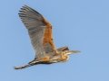 Purple Heron - Intaka Island, Western Cape, South Africa, Nov 23, 2024 Purple Heron - Intaka Island, Western Cape, South Africa, Nov 23, 2024