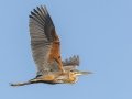 Purple Heron - Intaka Island, Western Cape, South Africa, Nov 23, 2024 Purple Heron - Intaka Island, Western Cape, South Africa, Nov 23, 2024