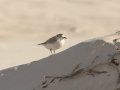 White-fronted Plover - Struisbaai--Damara Tern colony, Western Cape, ZA on Tue Nov 26, 2024 White-fronted Plover - Struisbaai--Damara Tern colony, Western Cape, ZA on Tue Nov 26, 2024