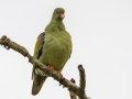 African Green-Pigeon - D553, Big Five Hlabisa ZA-KwaZulu-Natal -27.92257, 32.34485, ,Kwazulu-Natal, South Africa, Dec 9, 2024 African Green-Pigeon - D553, Big Five Hlabisa ZA-KwaZulu-Natal -27.92257, 32.34485, ,Kwazulu-Natal, South Africa, Dec 9, 2024