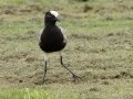 Blacksmith Lapwing - Pietermaritzburg--Darvill Resources Park, Kwazulu-Natal, South Africa, Dec 14, 2024 Blacksmith Lapwing - Pietermaritzburg--Darvill Resources Park, Kwazulu-Natal, South Africa, Dec 14, 2024