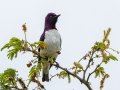 Violet-backed Starling - Big Five Hlabisa Rural, Big Five Hlabisa ZA-KZN -27.90518, 32.36065, Kwazulu-Natal, South Africa, Dec 8, 2024