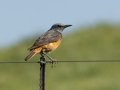 Sentinel Rock-Thrush - P332, Wakkerstroom ZA-MP -27.37436, 30.17691, Mpumalanga , South Africa, Dec 6, 2024 Sentinel Rock-Thrush - P332, Wakkerstroom ZA-MP -27.37436, 30.17691, Mpumalanga , South Africa, Dec 6, 2024