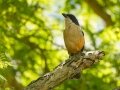 Southern Bulbul - Kirstenbosch Botanical Garden, Western Cape, ZA, Nov 24, 2024 Southern Bulbul - Kirstenbosch Botanical Garden, Western Cape, ZA, Nov 24, 2024