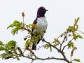 Violet-backed Starling - Big Five Hlabisa Rural, Big Five Hlabisa ZA-KZN -27.90518, 32.36065, Kwazulu-Natal, South Africa, Dec 8, 2024