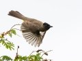 Common Bulbul - Big Five Hlabisa Rural, Big Five Hlabisa ZA-KZN -27.90518, 32.36065, Kwazulu-Natal, South Africa, Dec 8, 2024