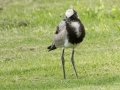 Blacksmith Lapwing - Pietermaritzburg--Darvill Resources Park, Kwazulu-Natal, South Africa, Dec 14, 2024 Blacksmith Lapwing - Pietermaritzburg--Darvill Resources Park, Kwazulu-Natal, South Africa, Dec 14, 2024