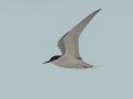Damara Tern - Struisbaai--Damara Tern colony, Western Cape, ZA on Tue Nov 26, 2024 Damara Tern - Struisbaai--Damara Tern colony, Western Cape, ZA on Tue Nov 26, 2024