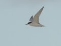 Damara Tern - Struisbaai--Damara Tern colony, Western Cape, ZA on Tue Nov 26, 2024 Damara Tern - Struisbaai--Damara Tern colony, Western Cape, ZA on Tue Nov 26, 2024