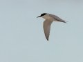 Damara Tern - Struisbaai--Damara Tern colony, Western Cape, ZA on Tue Nov 26, 2024 Damara Tern - Struisbaai--Damara Tern colony, Western Cape, ZA on Tue Nov 26, 2024