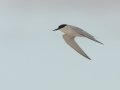 Damara Tern - Struisbaai--Damara Tern colony, Western Cape, ZA on Tue Nov 26, 2024 Damara Tern - Struisbaai--Damara Tern colony, Western Cape, ZA on Tue Nov 26, 2024