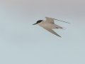 Damara Tern - Struisbaai--Damara Tern colony, Western Cape, ZA on Tue Nov 26, 2024 Damara Tern - Struisbaai--Damara Tern colony, Western Cape, ZA on Tue Nov 26, 2024