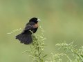 Fan-tailed Widowbird - Pietermaritzburg--Darvill Resources Park, Kwazulu-Natal, South Africa, Dec 14, 2024 Fan-tailed Widowbird - Pietermaritzburg--Darvill Resources Park, Kwazulu-Natal, South Africa, Dec 14, 2024