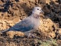Laughing Dove - Mokala NP, Northern Cape, South Africa, Dec 4, 2024 Laughing Dove - Mokala NP, Northern Cape, South Africa, Dec 4, 2024