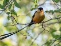 Shaft-tailed Whydah - Mokala NP, Northern Cape, South Africa, Dec 4, 2024 Shaft-tailed Whydah - Mokala NP, Northern Cape, South Africa, Dec 4, 2024