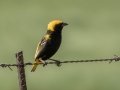 Yellow-crowned Bishop - P332, Wakkerstroom ZA-MP -27.37436, 30.17691, Mpumalanga , South Africa, Dec 6, 2024 Yellow-crowned Bishop - P332, Wakkerstroom ZA-MP -27.37436, 30.17691, Mpumalanga , South Africa, Dec 6, 2024