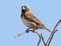 Cape Sparrow - Intaka Island, Western Cape, South Africa, Nov 23, 2024 Cape Sparrow - Intaka Island, Western Cape, South Africa, Nov 23, 2024