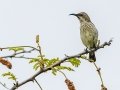 Purple-banded Sunbird - Big Five Hlabisa Rural, Big Five Hlabisa ZA-KZN -27.90518, 32.36065, Kwazulu-Natal, South Africa, Dec 8, 2024 Purple-banded Sunbird - Big Five Hlabisa Rural, Big Five Hlabisa ZA-KZN -27.90518, 32.36065, Kwazulu-Natal, South Africa, Dec 8, 2024