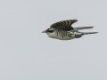 Dideric Cuckoo - Pietermaritzburg--Darvill Resources Park, Kwazulu-Natal, South Africa, Dec 14, 2024 Dideric Cuckoo - Pietermaritzburg--Darvill Resources Park, Kwazulu-Natal, South Africa, Dec 14, 2024