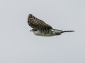 Dideric Cuckoo - Pietermaritzburg--Darvill Resources Park, Kwazulu-Natal, South Africa, Dec 14, 2024 Dideric Cuckoo - Pietermaritzburg--Darvill Resources Park, Kwazulu-Natal, South Africa, Dec 14, 2024