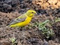 Yellow Canary - Mokala NP, Northern Cape, South Africa, Dec 4, 2024 Yellow Canary - Mokala NP, Northern Cape, South Africa, Dec 4, 2024