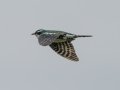 Dideric Cuckoo - Pietermaritzburg--Darvill Resources Park, Kwazulu-Natal, South Africa, Dec 14, 2024 Dideric Cuckoo - Pietermaritzburg--Darvill Resources Park, Kwazulu-Natal, South Africa, Dec 14, 2024