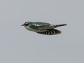 Dideric Cuckoo - Pietermaritzburg--Darvill Resources Park, Kwazulu-Natal, South Africa, Dec 14, 2024 Dideric Cuckoo - Pietermaritzburg--Darvill Resources Park, Kwazulu-Natal, South Africa, Dec 14, 2024