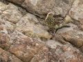 Short-tailed Pipit - Sani Pass Road, Dr. Nkosazana Dlamini Zuma ZA-KZN -29.62098, 29.38952, Kwazulu-Natal,. Soouth Africa, Dec 13, 2024