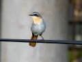 Cape Robin-Chat - Intaka Island, Western Cape, ZA, Nov 23, 2024 Cape Robin-Chat - Intaka Island, Western Cape, ZA, Nov 23, 2024