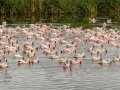 Lesser Flamingos - Strandfontein WTP, Western Cape, ZA on Mon Nov 25, 2024 Lesser Flamingos - Strandfontein WTP, Western Cape, ZA on Mon Nov 25, 2024