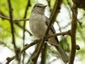 Ashy Flycatcher - Big Five Hlabisa Rural, Big Five Hlabisa ZA-KZN -27.90518, 32.36065, Kwazulu-Natal, South Africa, Dec 8, 2024 Ashy Flycatcher - Big Five Hlabisa Rural, Big Five Hlabisa ZA-KZN -27.90518, 32.36065, Kwazulu-Natal, South Africa, Dec 8, 2024