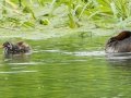 Little Grebe -  Pietermaritzburg--Darvill Resources Park, Kwazulu-Natal, South Africa, Dec 14, 2024