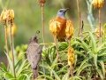Cape Rock-Thrush - Sani Pass Road, Dr. Nkosazana Dlamini Zuma ZA-KZN -29.62098, 29.38952, Kwazulu-Natal,. Soouth Africa, Dec 13, 2024 Cape Rock-Thrush - Sani Pass Road, Dr. Nkosazana Dlamini Zuma ZA-KZN -29.62098, 29.38952, Kwazulu-Natal,. Soouth Africa, Dec 13, 2024