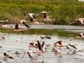 Lesser Flamingos - Strandfontein WTP, Western Cape, ZA on Mon Nov 25, 2024 Lesser Flamingos - Strandfontein WTP, Western Cape, ZA on Mon Nov 25, 2024