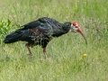 Southern Bald Ibis - P332, Wakkerstroom ZA-MP -27.37436, 30.17691, Mpumalanga , South Africa, Dec 6, 2024 Southern Bald Ibis - P332, Wakkerstroom ZA-MP -27.37436, 30.17691, Mpumalanga , South Africa, Dec 6, 2024