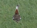 Denhams Bustard - Swellendam Rural, Barrydale/Swellendam ZA-Western Cape (-34.3727,20.3588), Western Cape, ZA on Tue Nov 26, 2024 Denhams Bustard - Swellendam Rural, Barrydale/Swellendam ZA-Western Cape (-34.3727,20.3588), Western Cape, ZA on Tue Nov 26, 2024