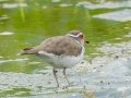 Three-banded Plover - Pietermaritzburg--Darvill Resources Park, Kwazulu-Natal, South Africa, Dec 14, 2024 Three-banded Plover - Pietermaritzburg--Darvill Resources Park, Kwazulu-Natal, South Africa, Dec 14, 2024
