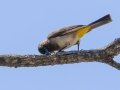 Common Bulbul - Umlalazi Nature Reserve, Eshowe ZA-KwaZulu-Natal -28.94967, 31.77476, , Kwazulu-Natal, South Africa, Dec 10, 2024 Common Bulbul - Umlalazi Nature Reserve, Eshowe ZA-KwaZulu-Natal -28.94967, 31.77476, , Kwazulu-Natal, South Africa, Dec 10, 2024