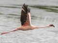 Lesser Flamingo - Strandfontein WTP, Western Cape, ZA on Mon Nov 25, 2024 Lesser Flamingo - Strandfontein WTP, Western Cape, ZA on Mon Nov 25, 2024