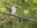 Brown-hooded Kingfisher - L554, Big Five Hlabisa ZA-KwaZulu-Natal -27.84870, 32.39565, Kwazulu-Natal, South Africa, Dec 8, 2024 Brown-hooded Kingfisher - L554, Big Five Hlabisa ZA-KwaZulu-Natal -27.84870, 32.39565, Kwazulu-Natal, South Africa, Dec 8, 2024
